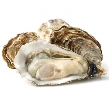 Живые устрицы